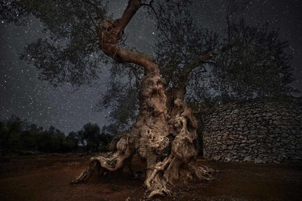 Beth Moon - Ulivi millenari di Puglia